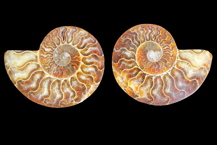 Agate Replaced Ammonite Fossil - Madagascar #145918